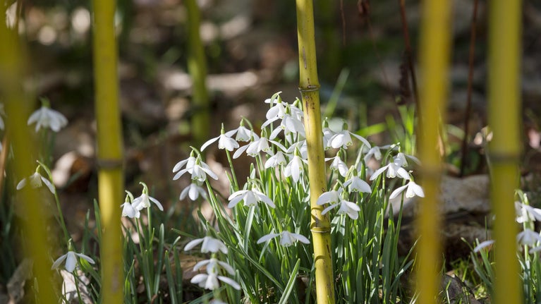 Clumps of white flowers under yellow stems